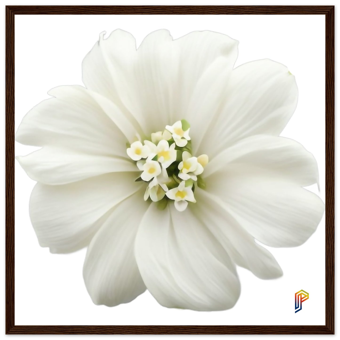 Philippine Sampaguita on Premium Matte Paper Wooden Framed Poster