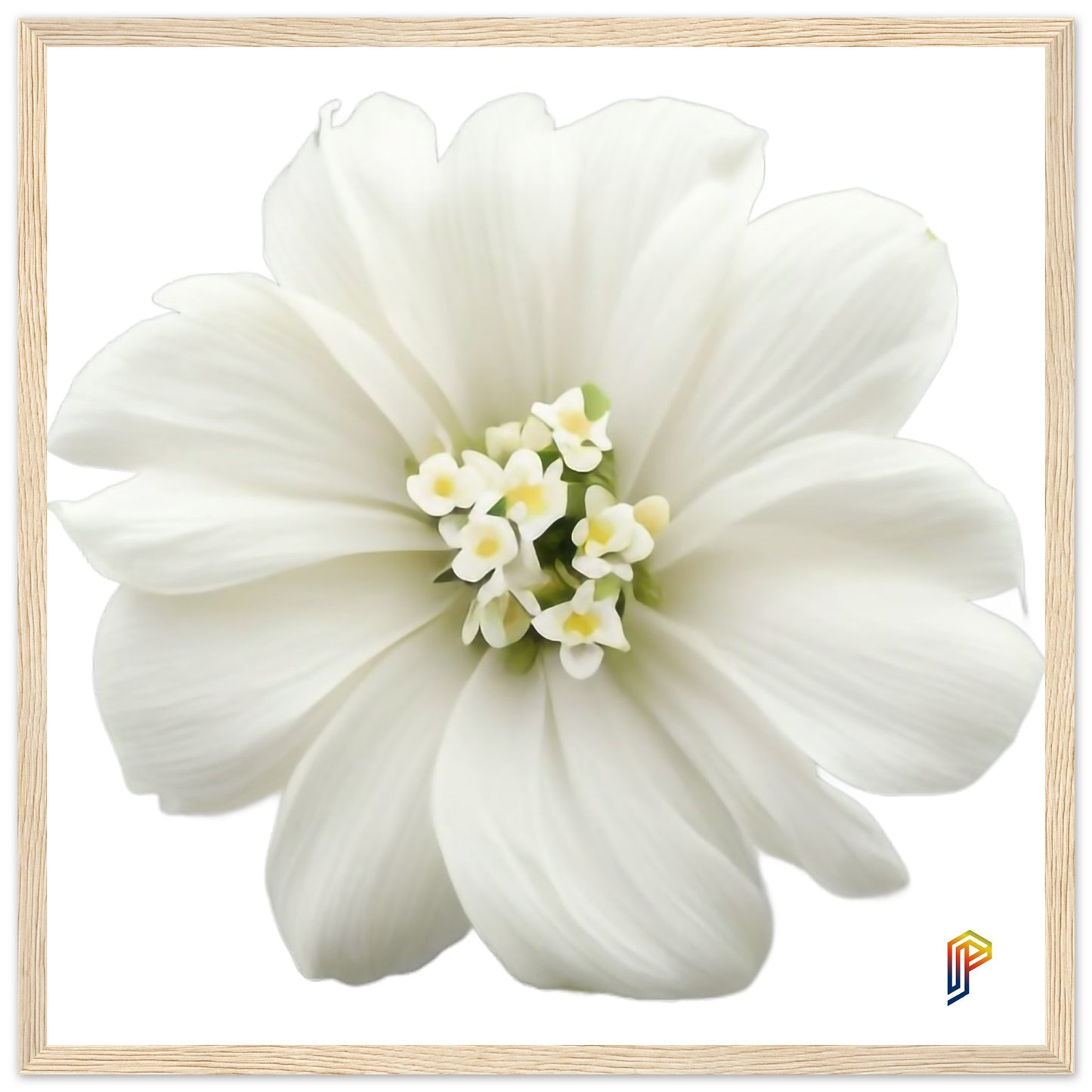 Philippine Sampaguita on Premium Matte Paper Wooden Framed Poster