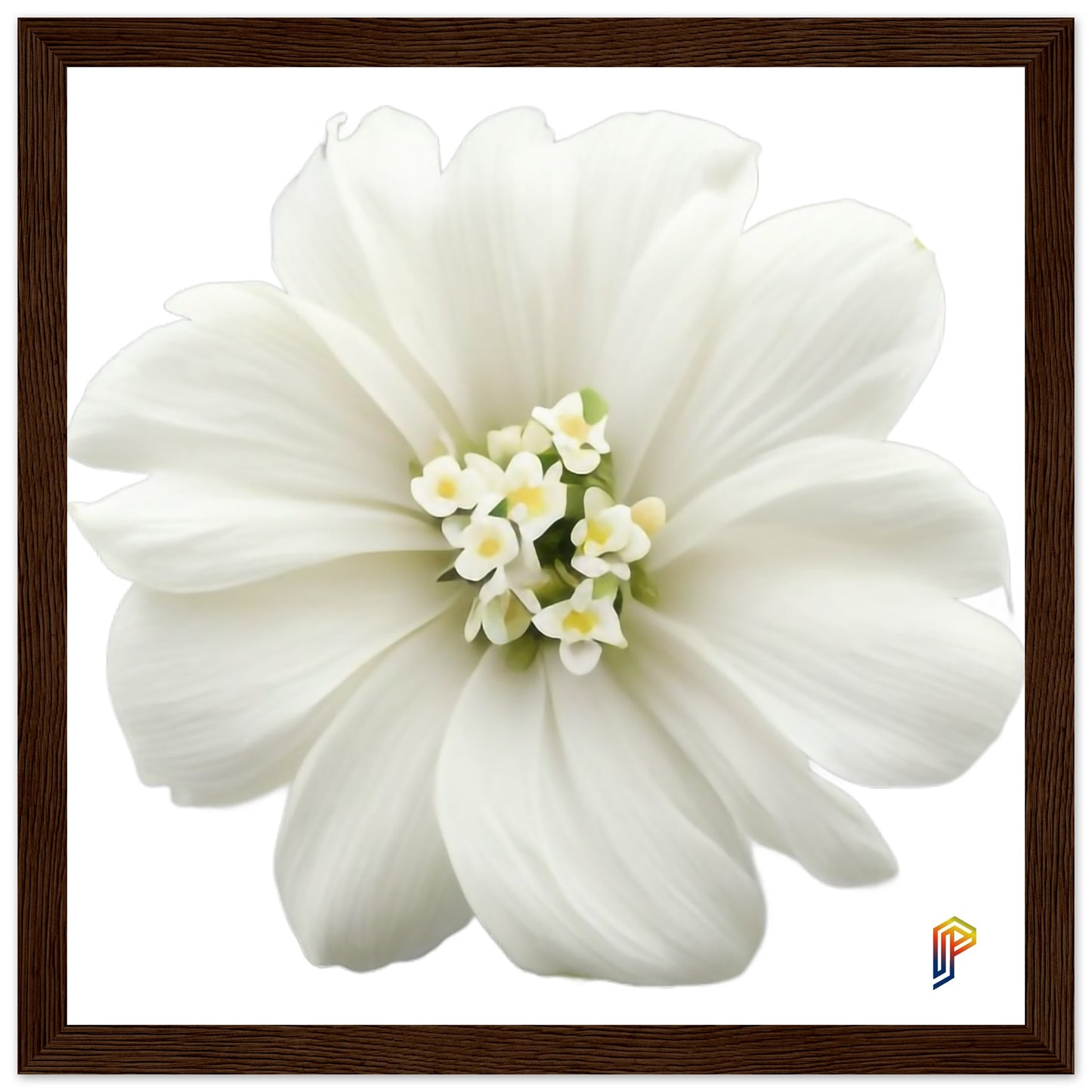 Philippine Sampaguita on Premium Matte Paper Wooden Framed Poster