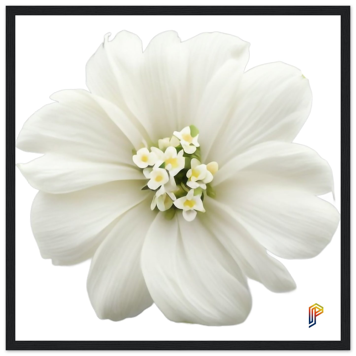Philippine Sampaguita on Premium Matte Paper Wooden Framed Poster