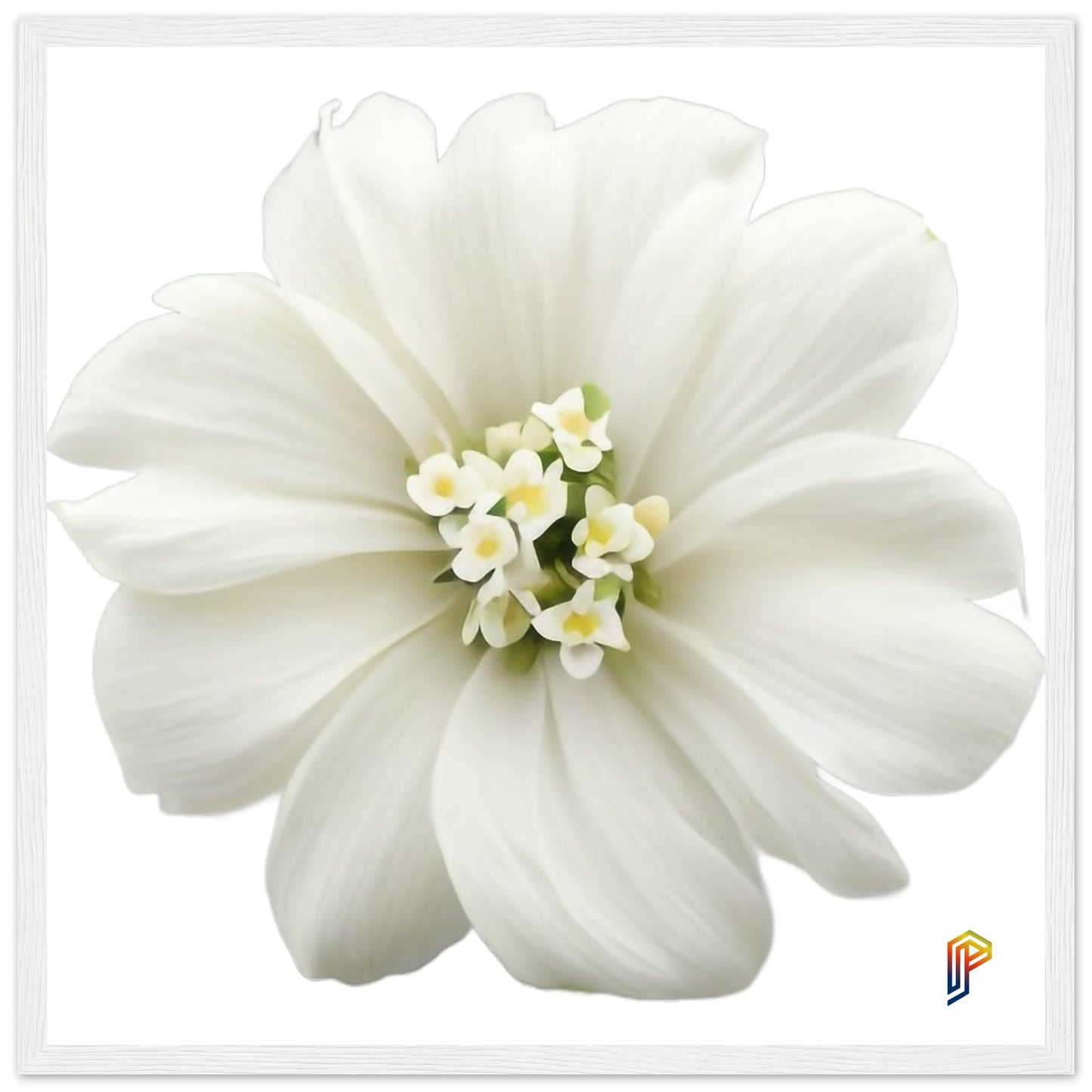 Philippine Sampaguita on Premium Matte Paper Wooden Framed Poster