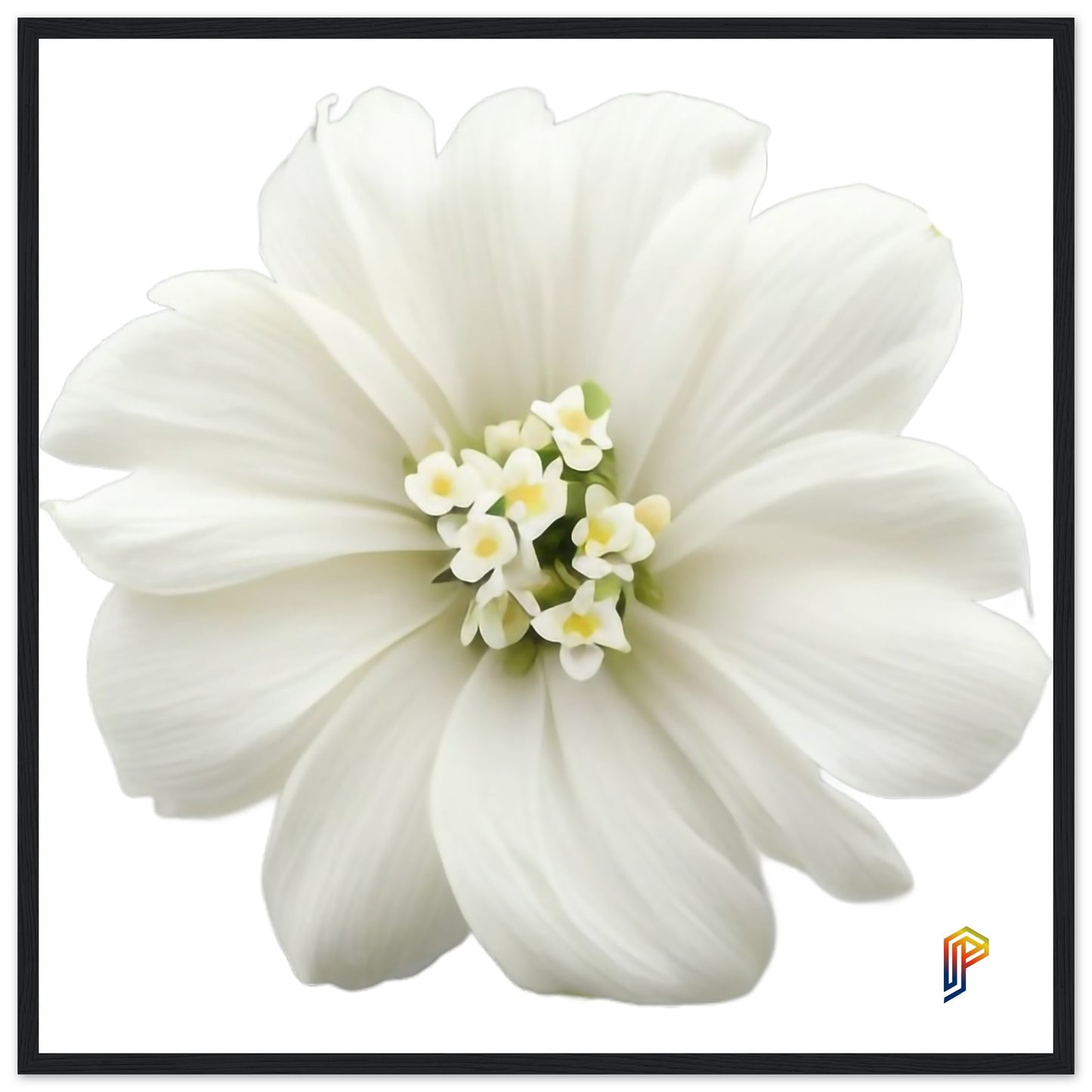 Philippine Sampaguita on Premium Matte Paper Wooden Framed Poster