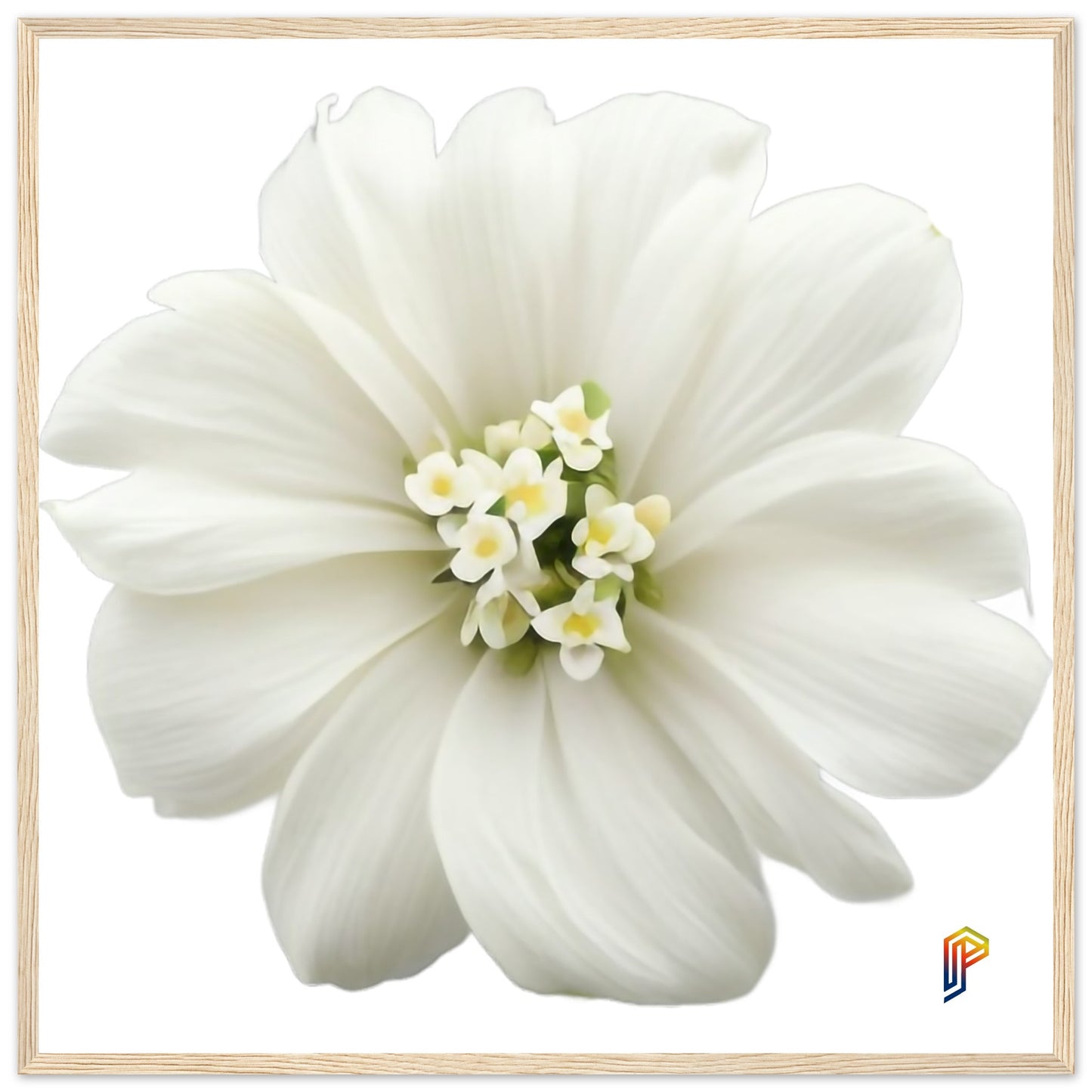 Philippine Sampaguita on Premium Matte Paper Wooden Framed Poster