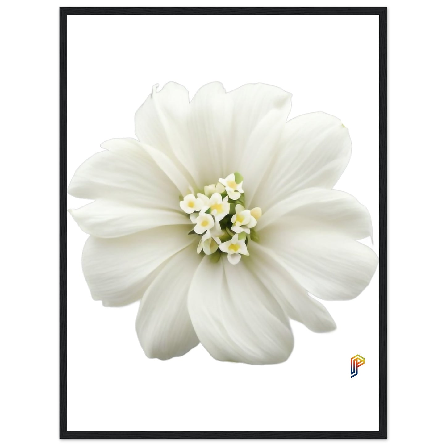 Philippine Sampaguita on Premium Matte Paper Wooden Framed Poster