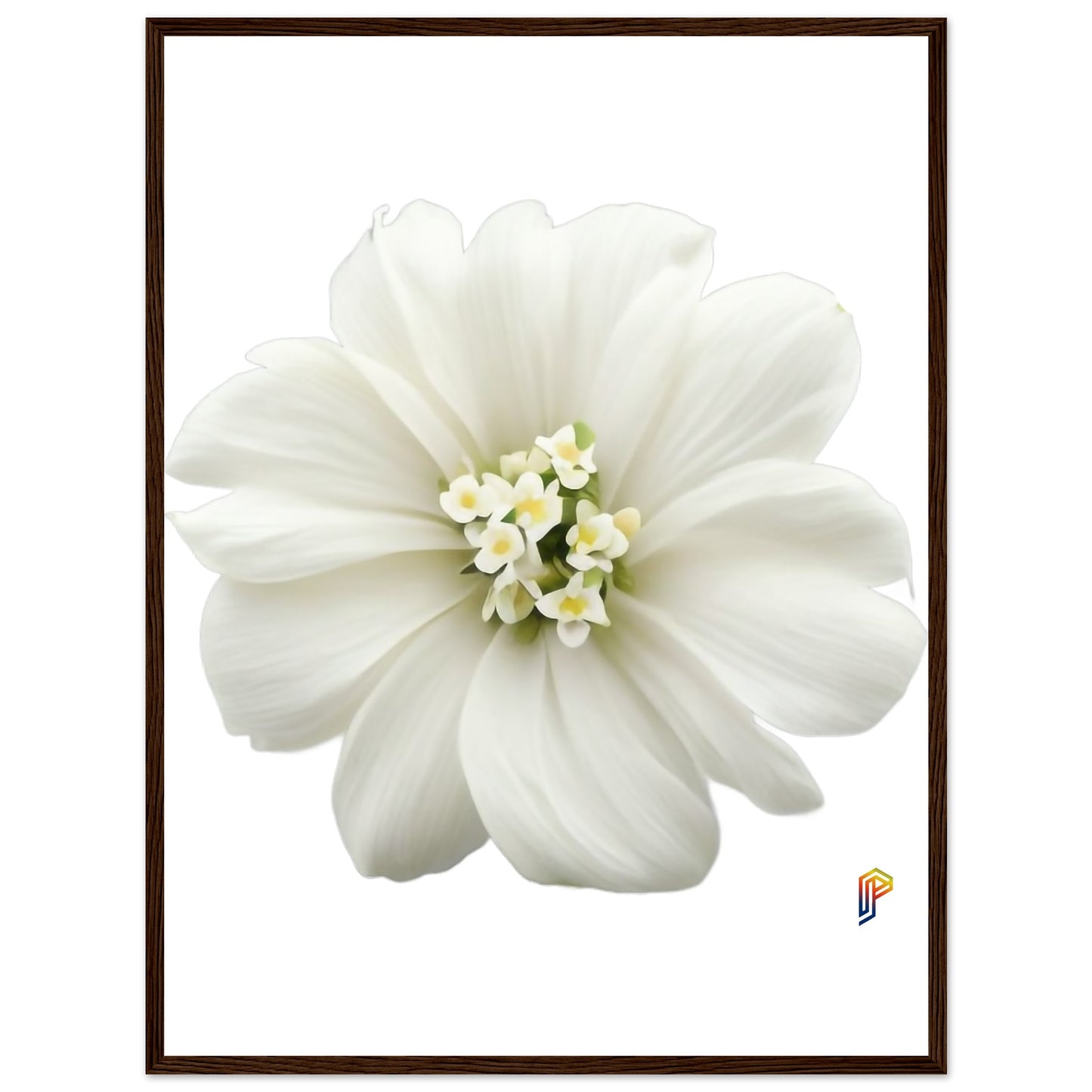 Philippine Sampaguita on Premium Matte Paper Wooden Framed Poster