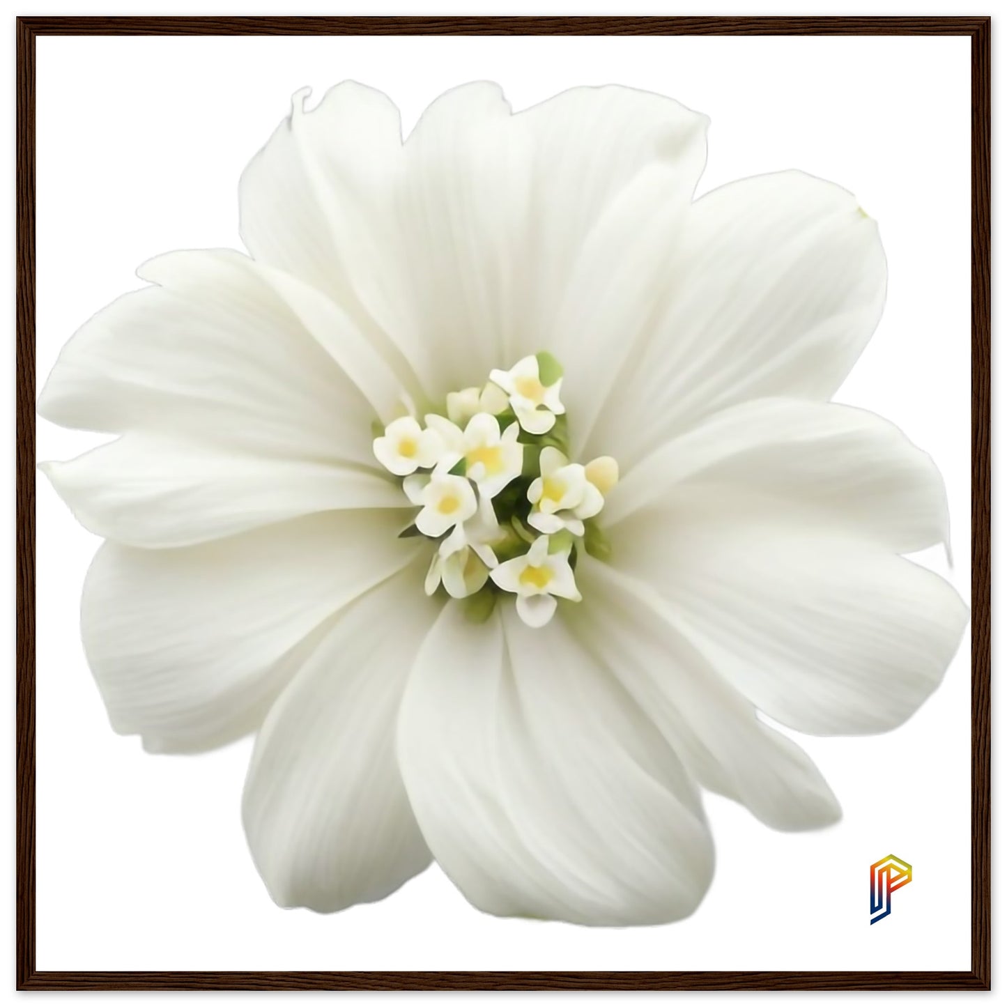 Philippine Sampaguita on Premium Matte Paper Wooden Framed Poster