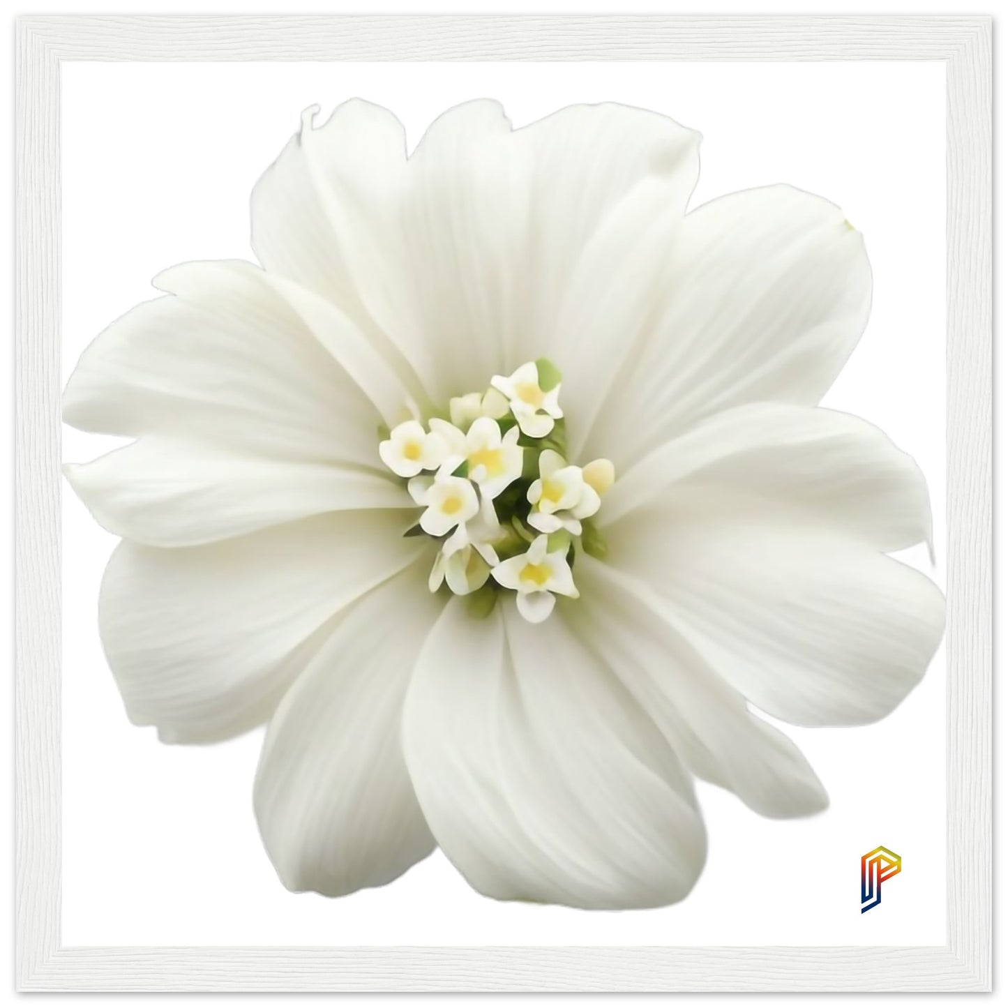 Philippine Sampaguita on Premium Matte Paper Wooden Framed Poster