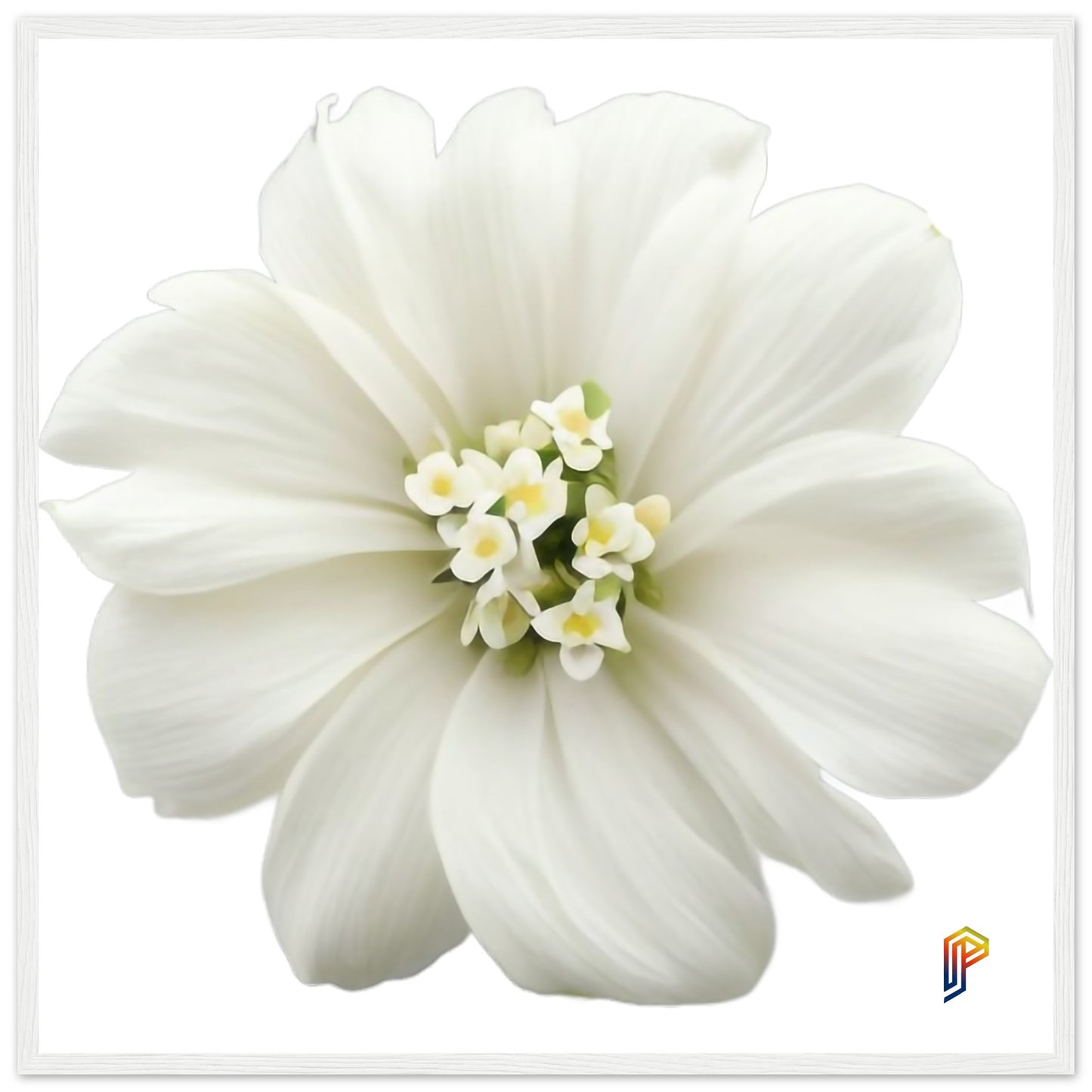 Philippine Sampaguita on Premium Matte Paper Wooden Framed Poster