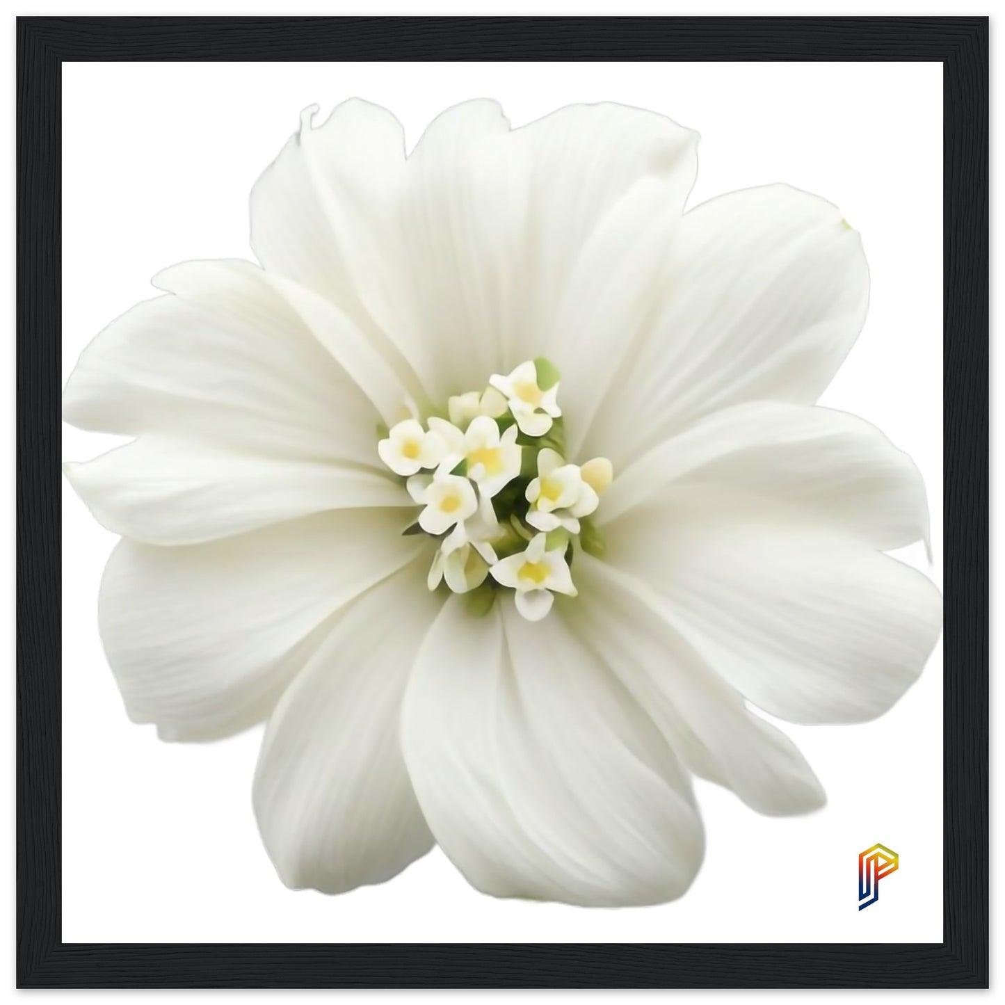 Philippine Sampaguita on Premium Matte Paper Wooden Framed Poster